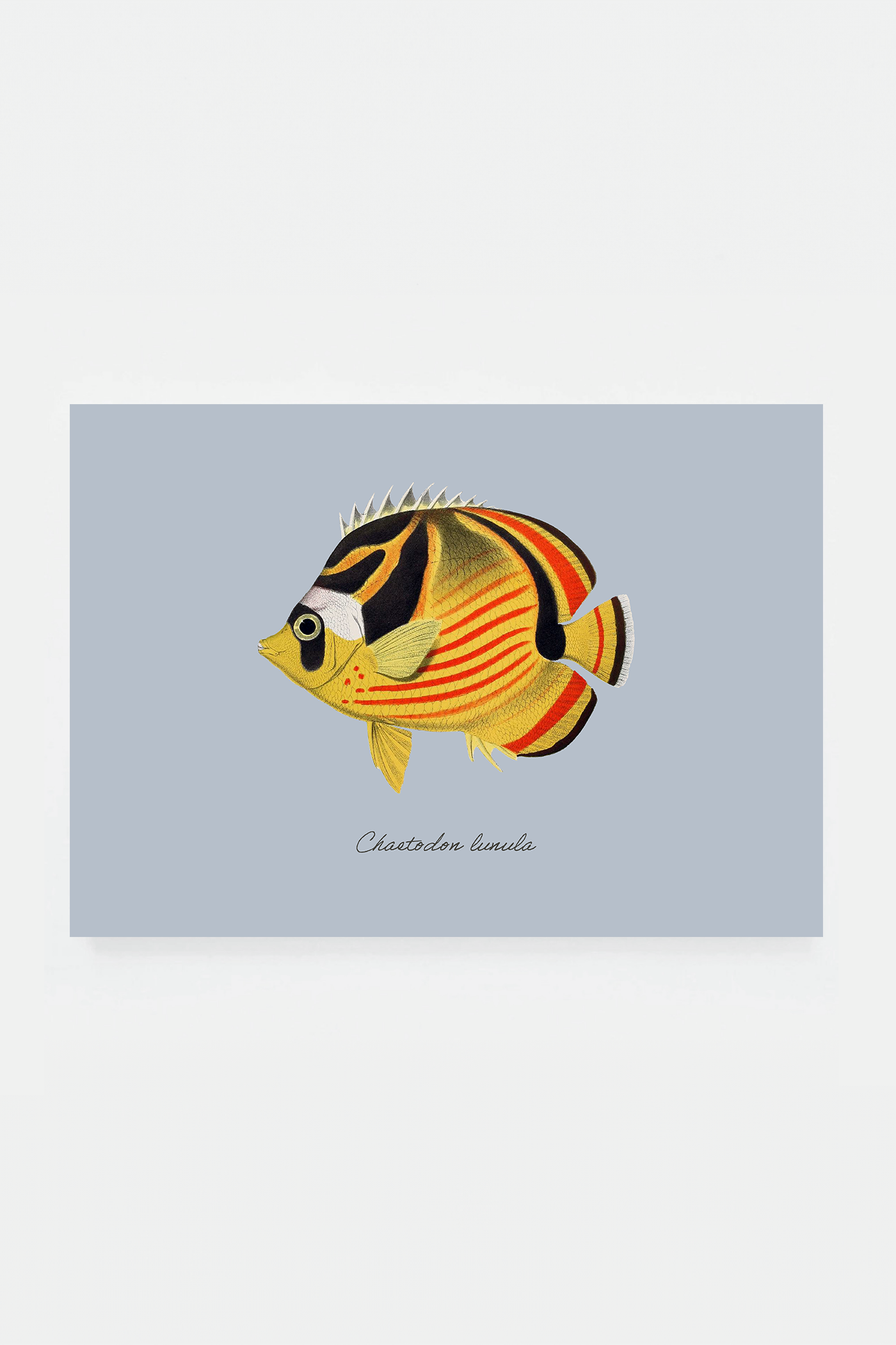 Chaetodon lunula (3 background colors)