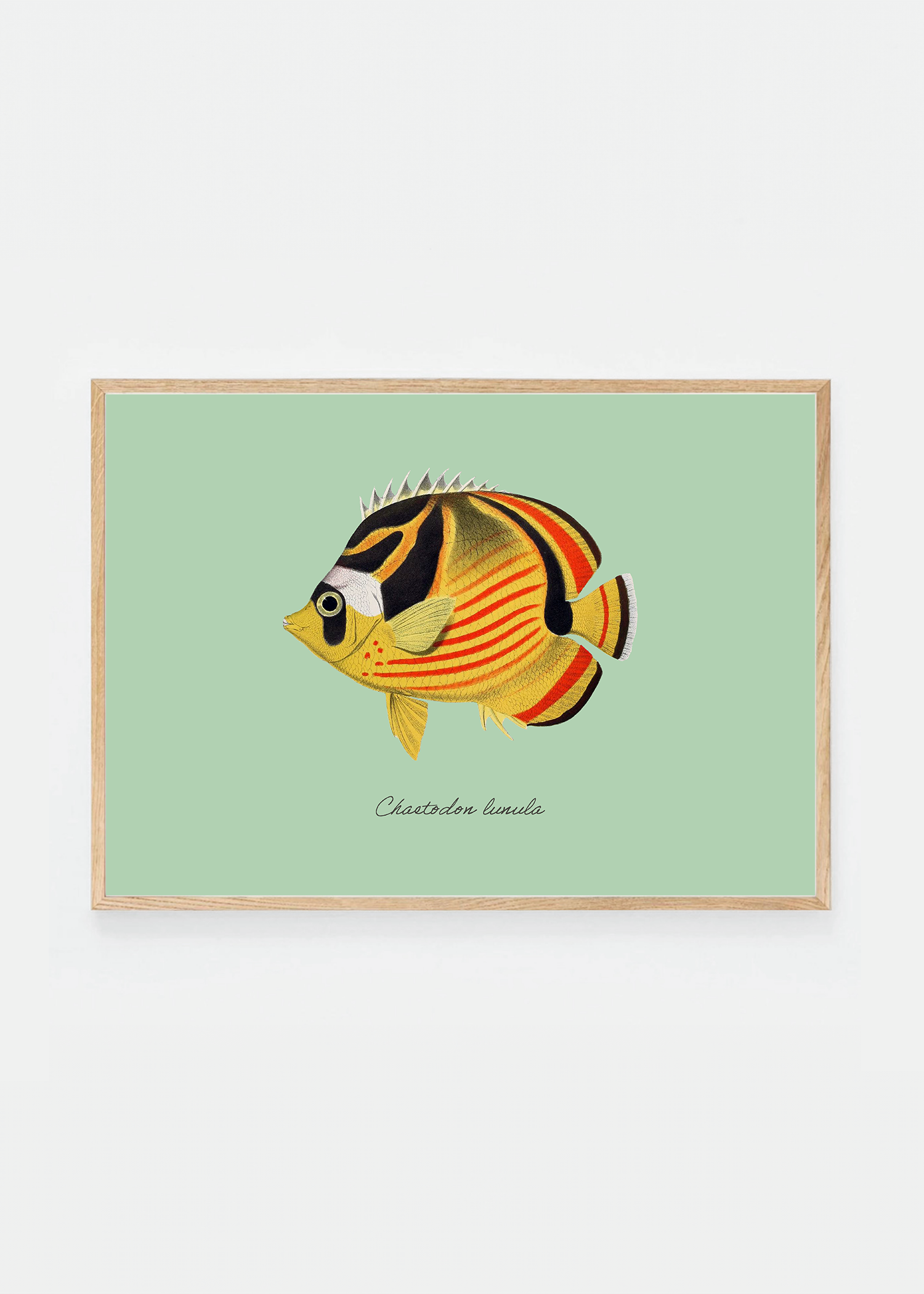 Chaetodon lunula (3 background colors)