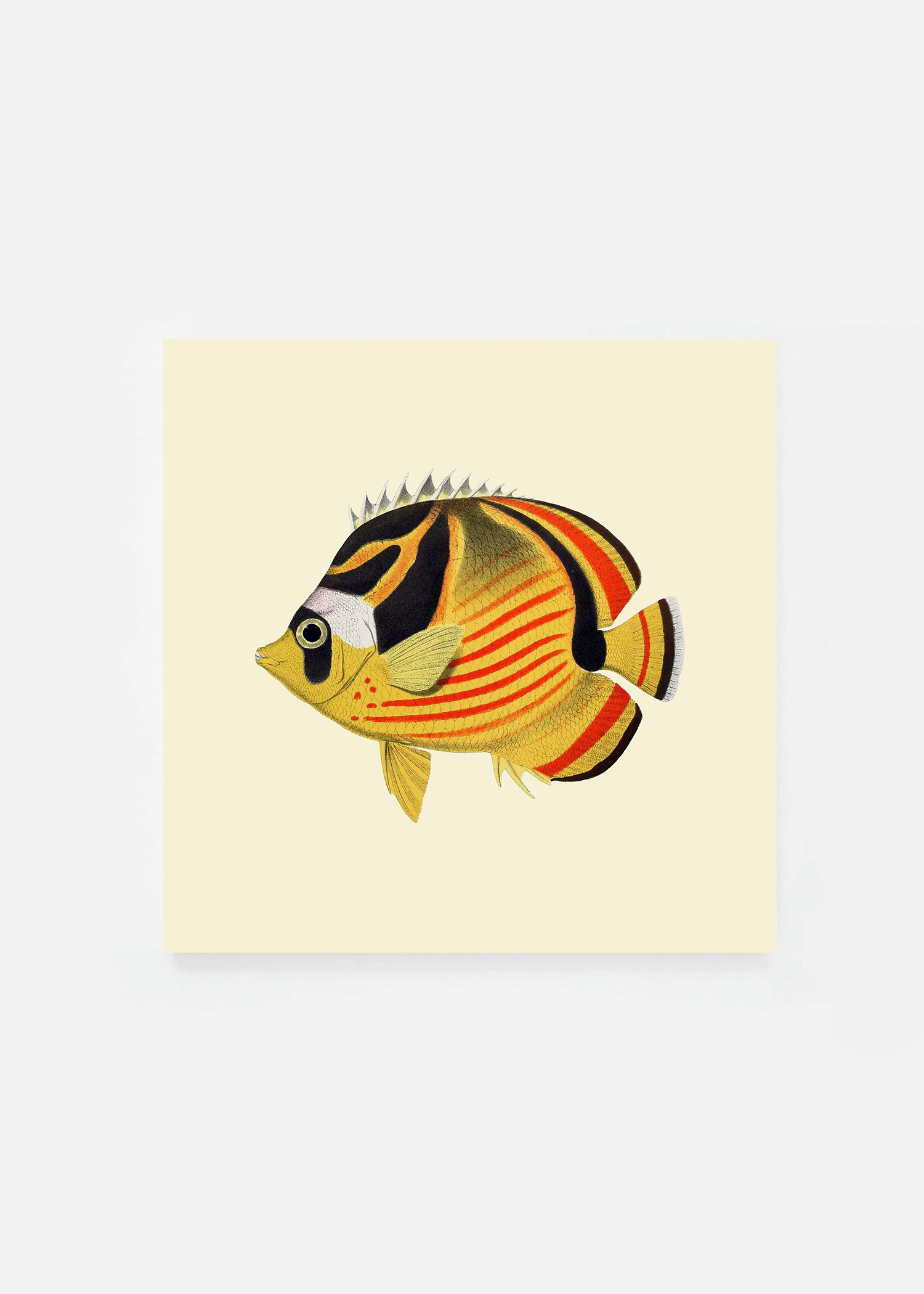Chaetodon lunula square (3 background colors)