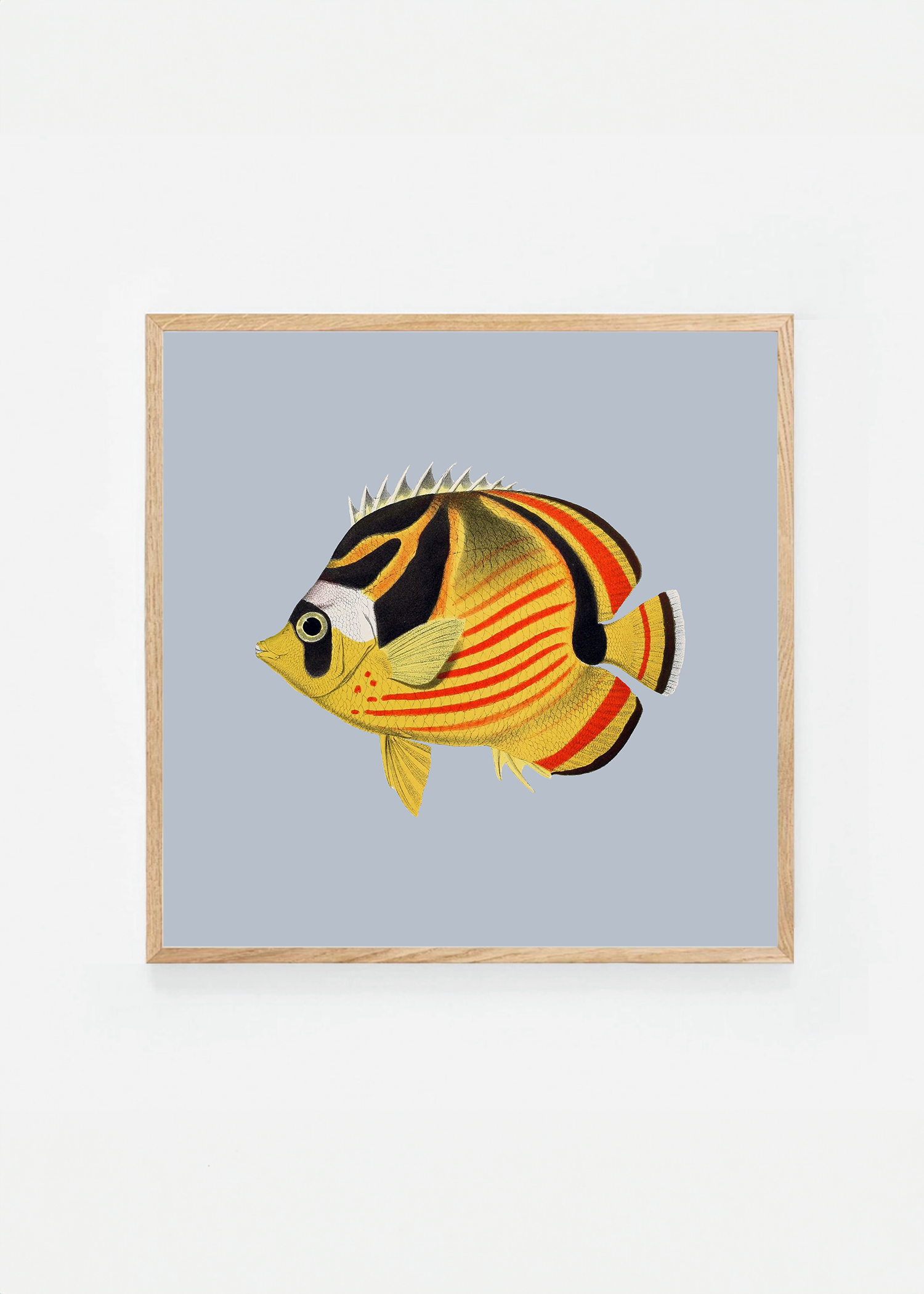 Chaetodon lunula square (3 background colors)