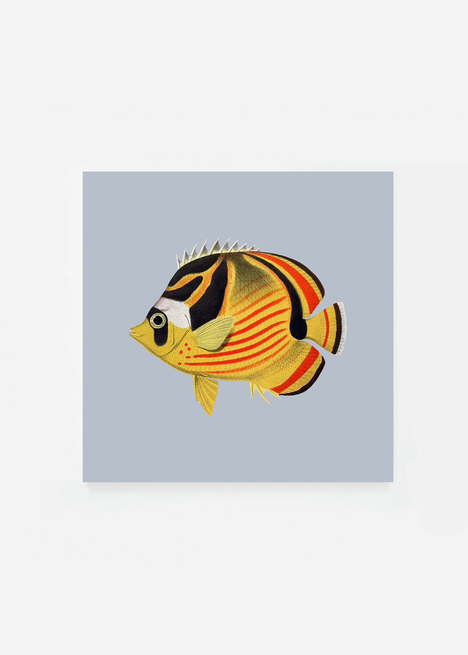 Chaetodon lunula square (3 background colors)