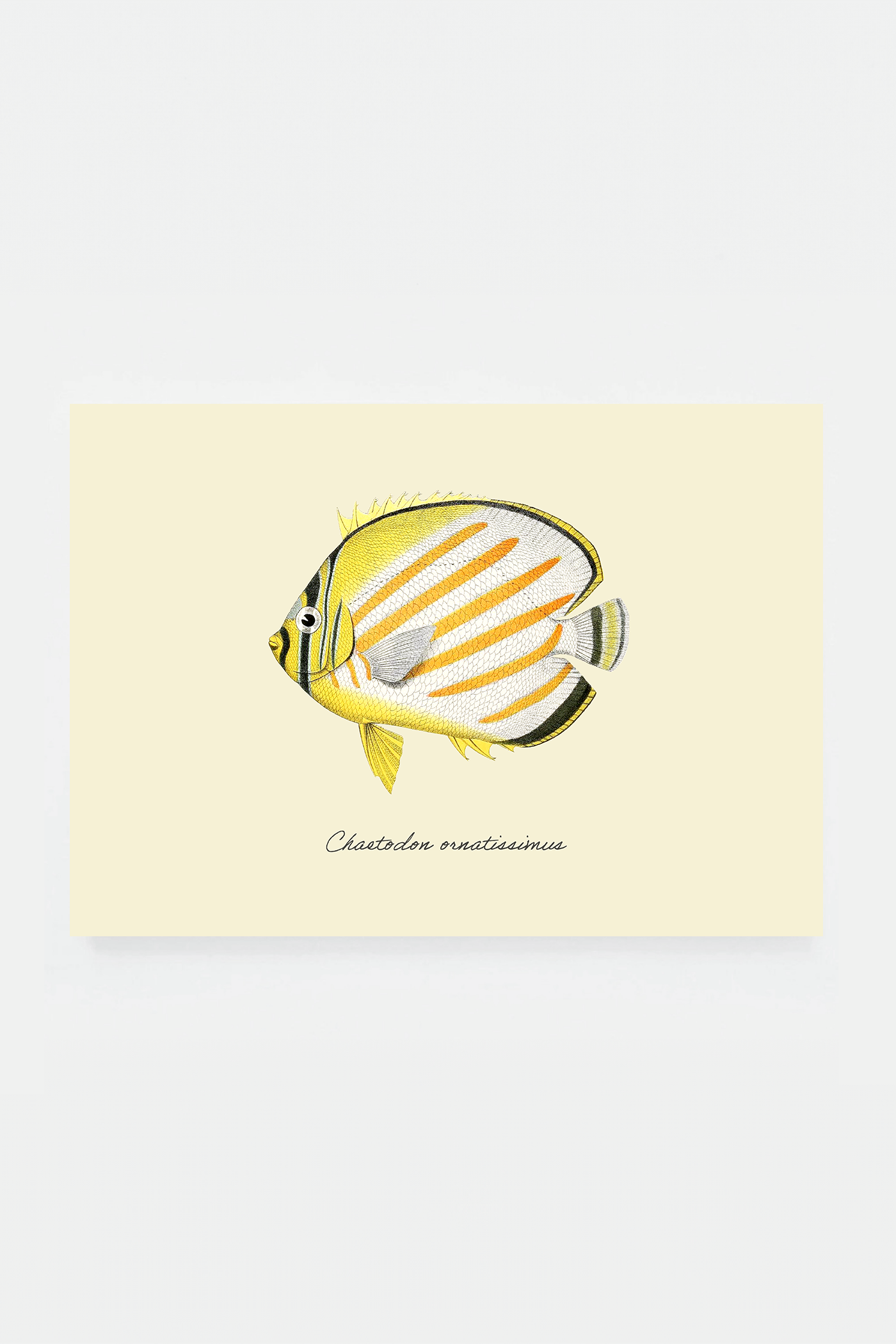 Chaetodon ornatissimus (3 background colors)