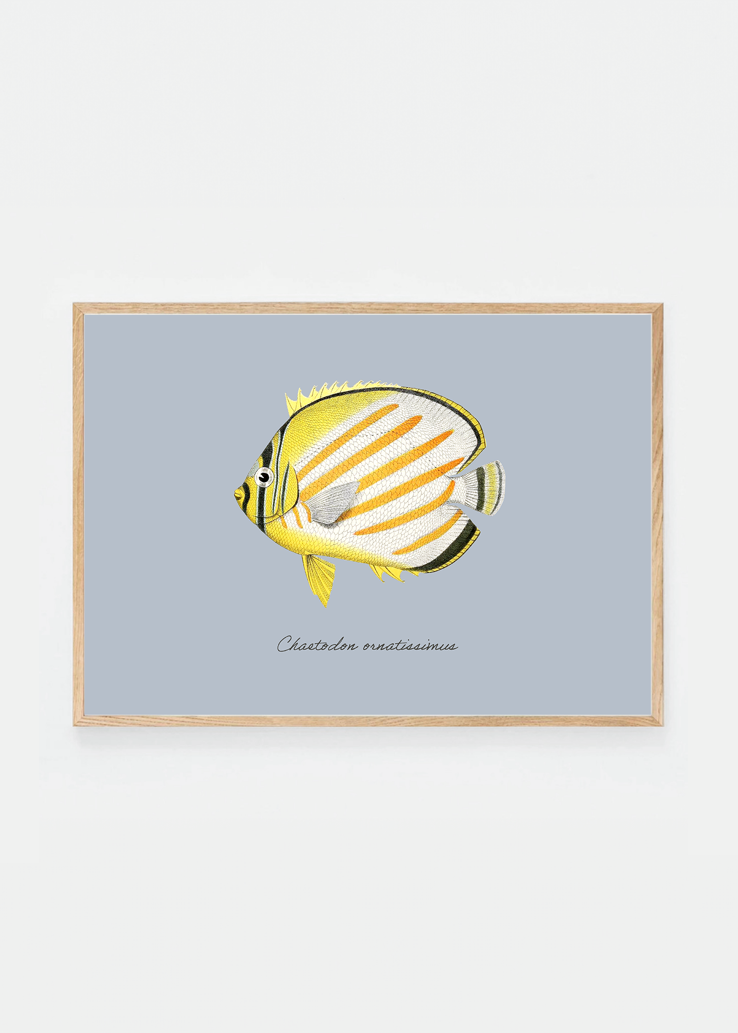Chaetodon ornatissimus (3 background colors)
