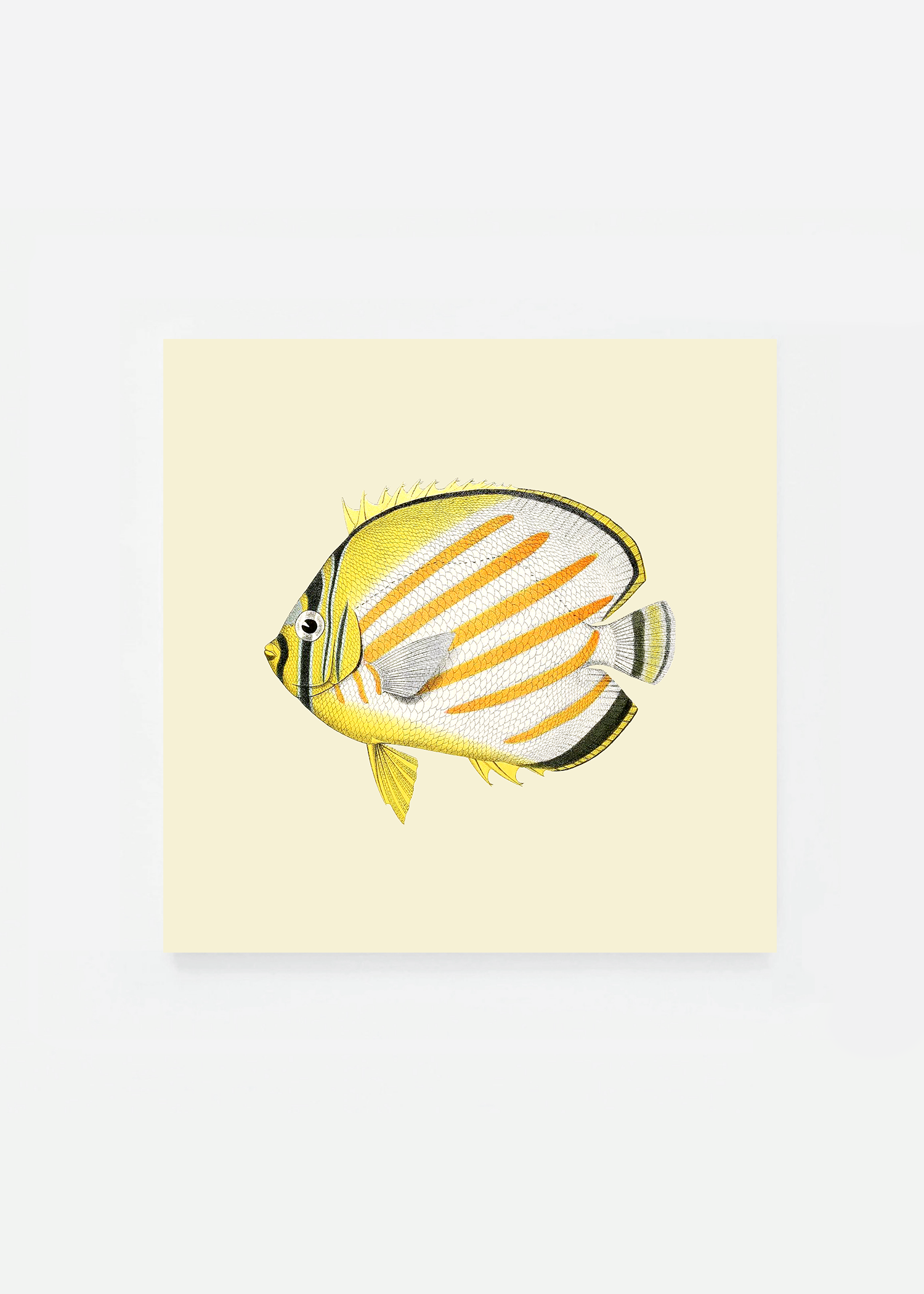 Chaetodon ornatissimus square (3 background colors)