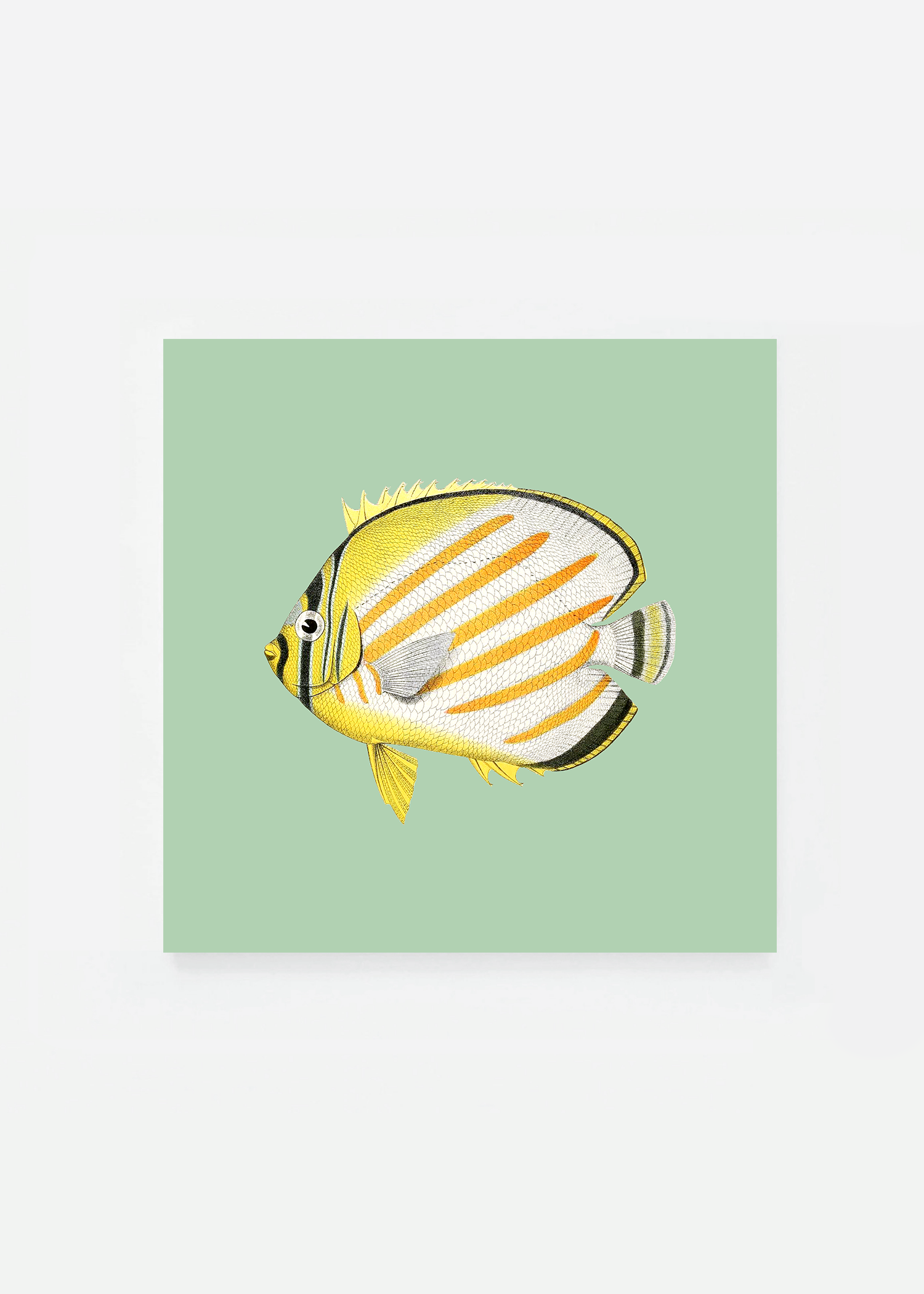 Chaetodon ornatissimus square (3 background colors)