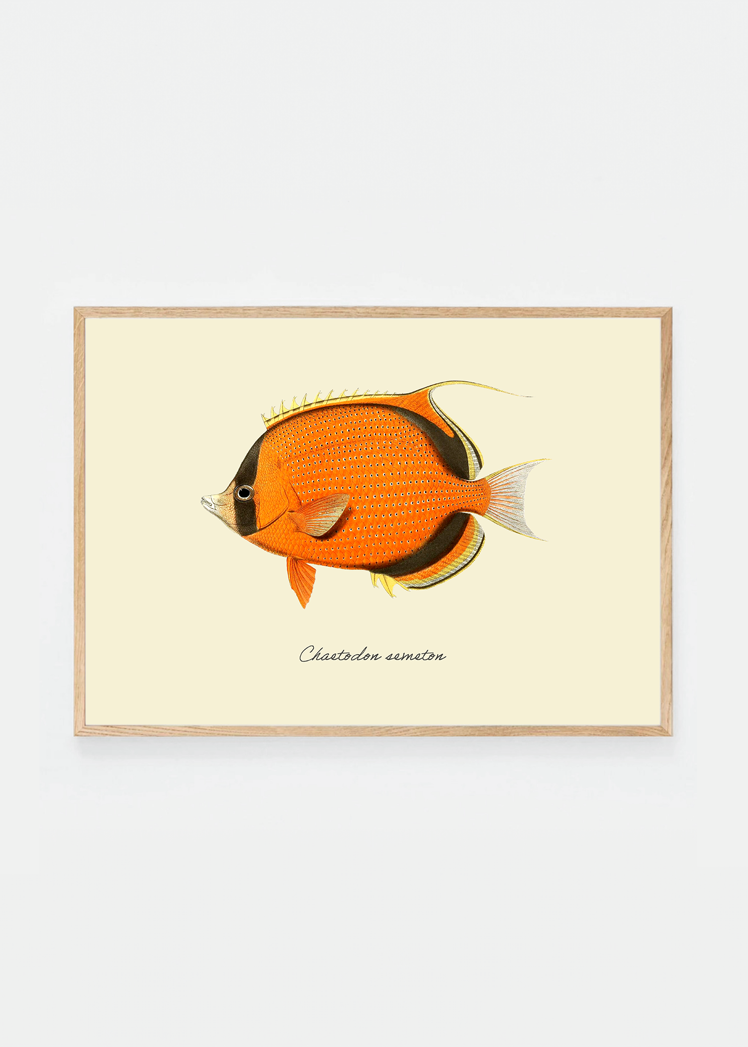 Chaetodon semeton (3 background colors)