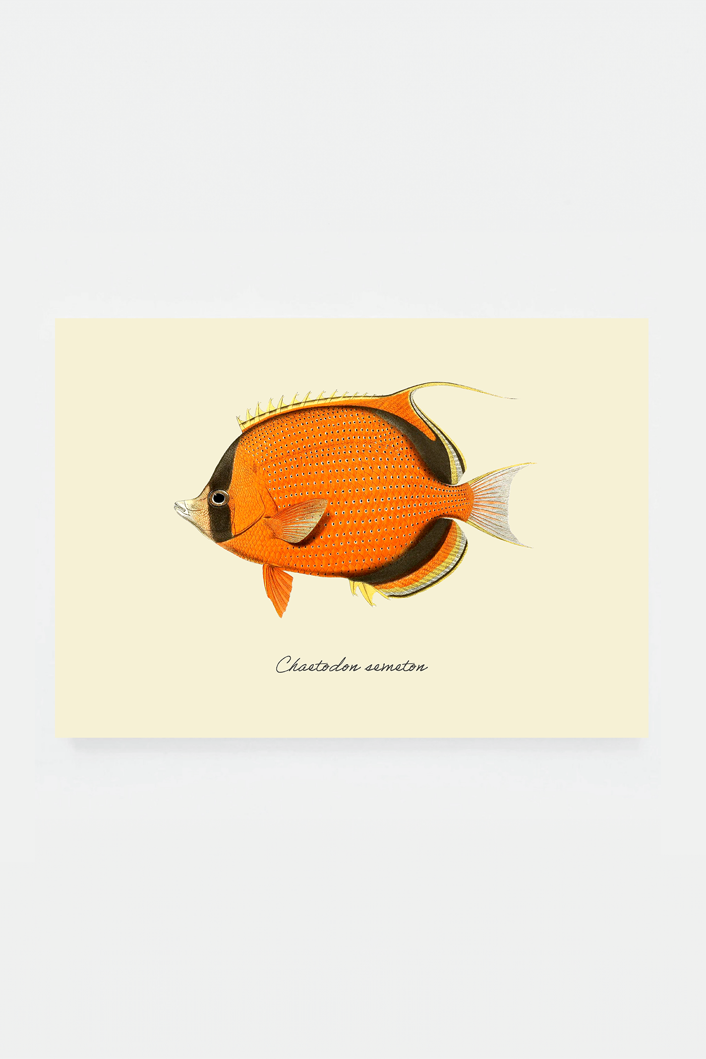 Chaetodon semeton (3 background colors)