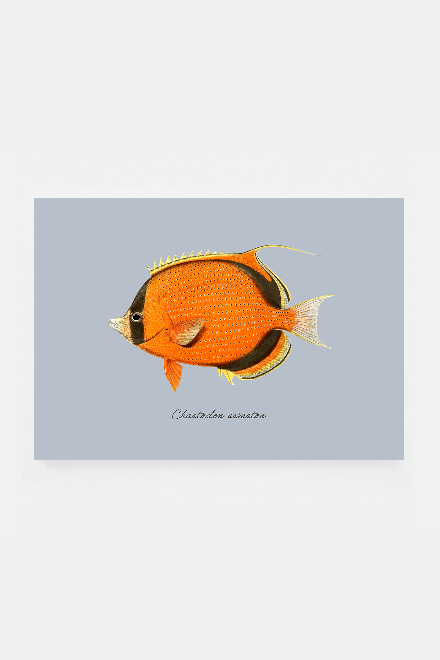 Chaetodon semeton (3 background colors)
