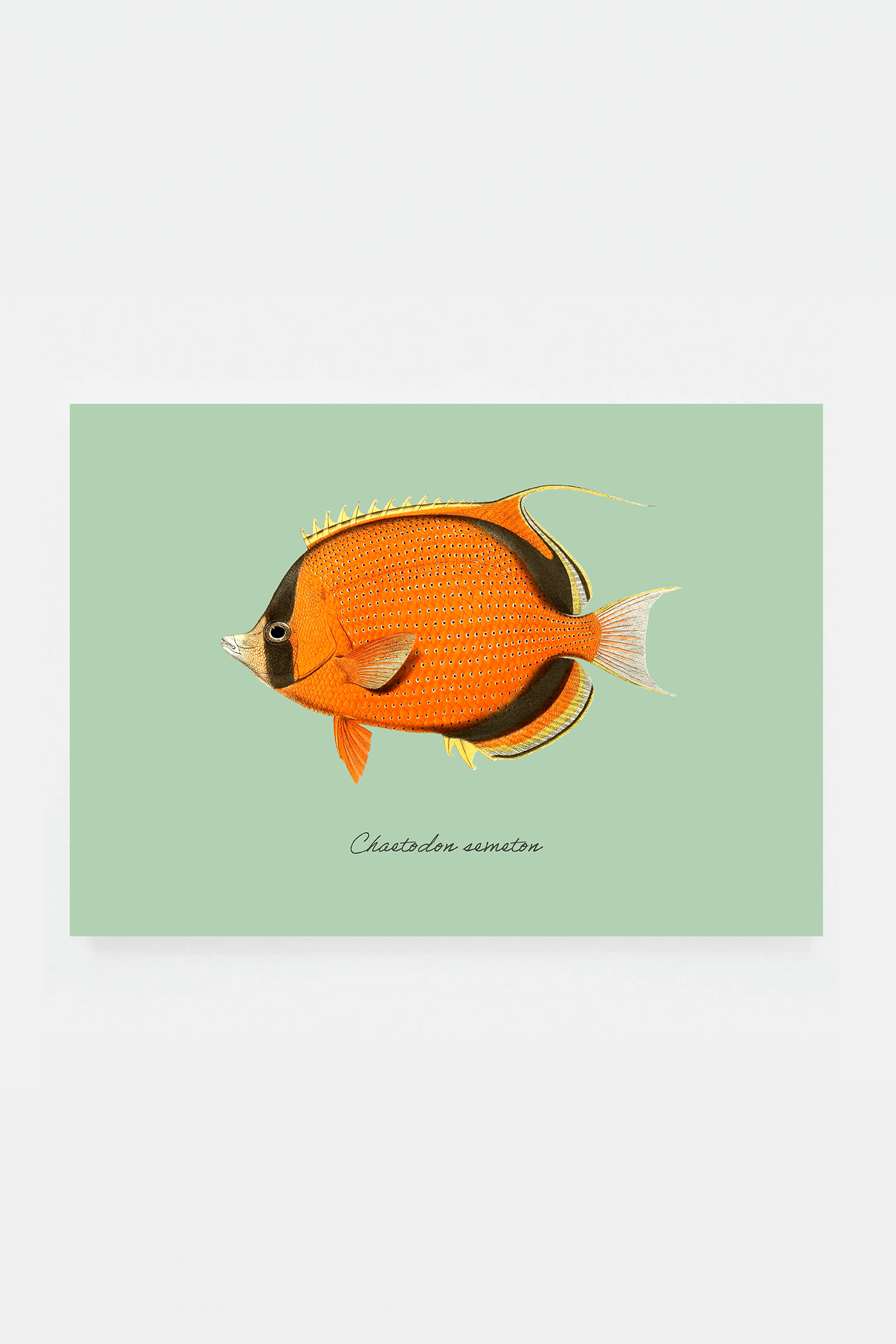 Chaetodon semeton (3 background colors)