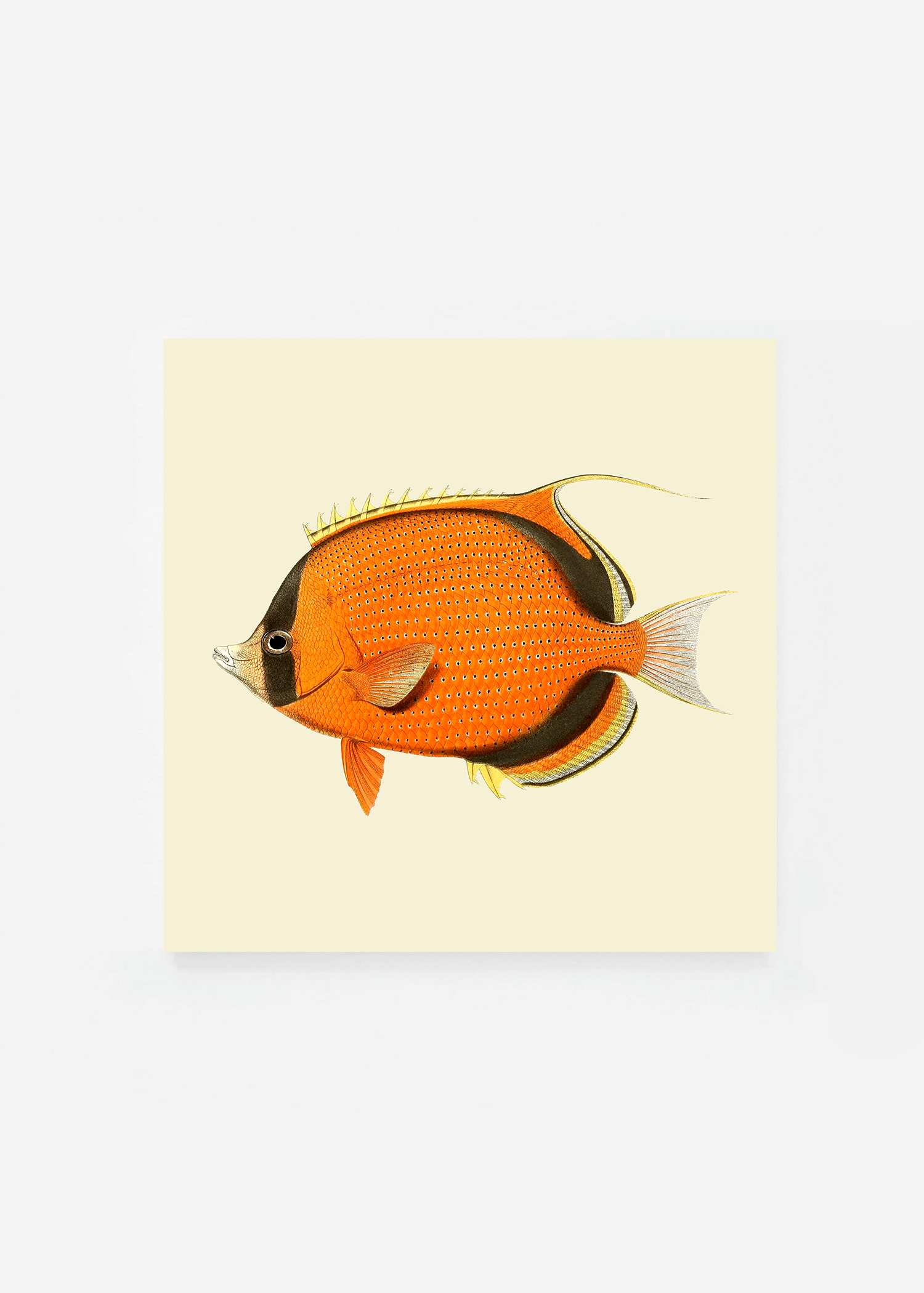Chaetodon semeton square (3 background colors)