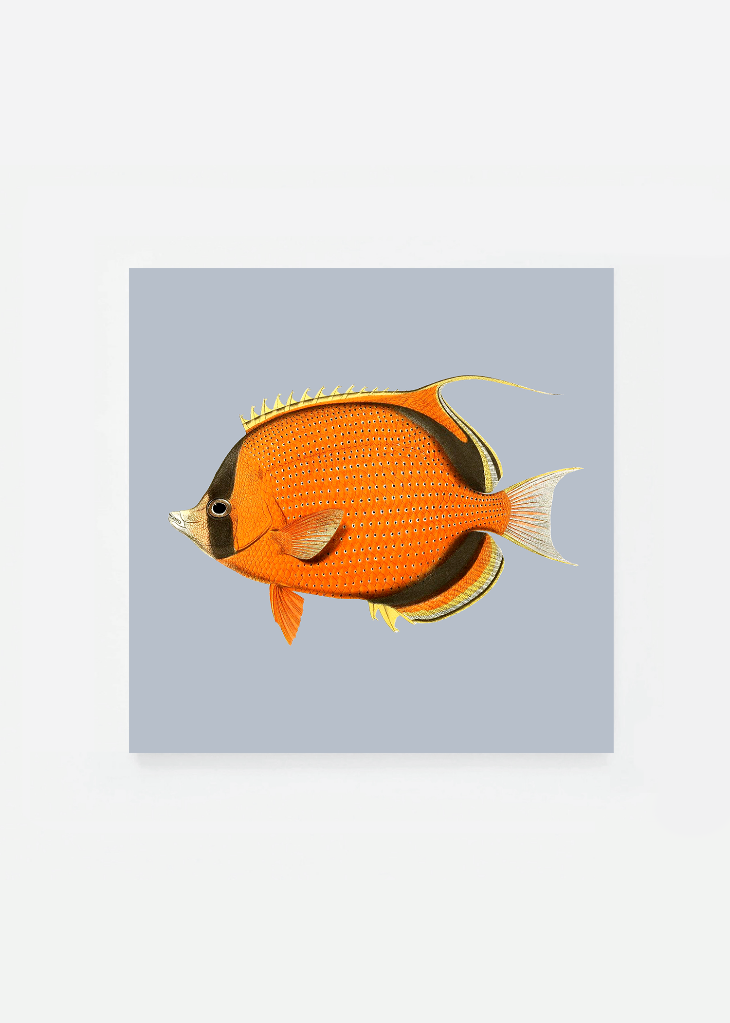Chaetodon semeton square (3 background colors)
