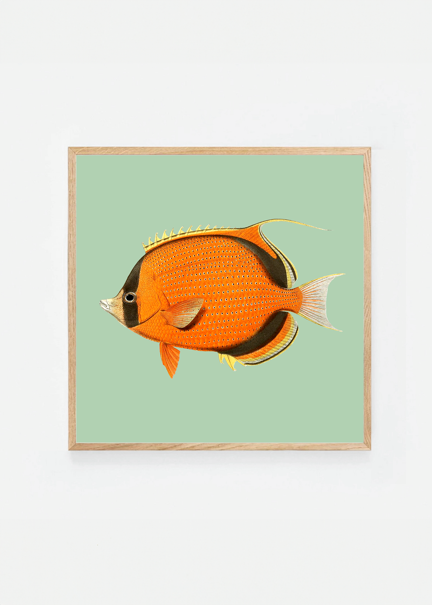 Chaetodon semeton square (3 background colors)