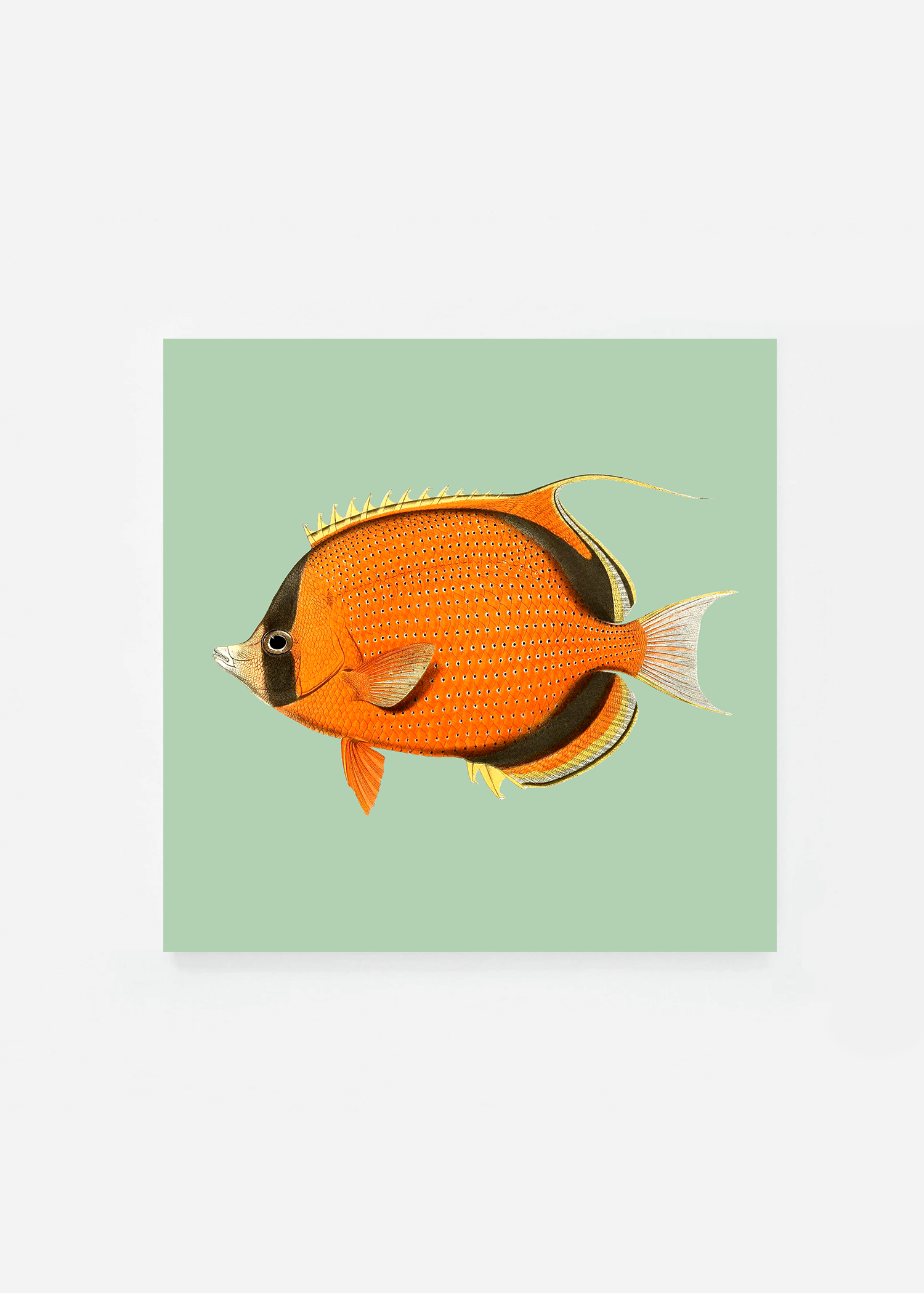 Chaetodon semeton square (3 background colors)