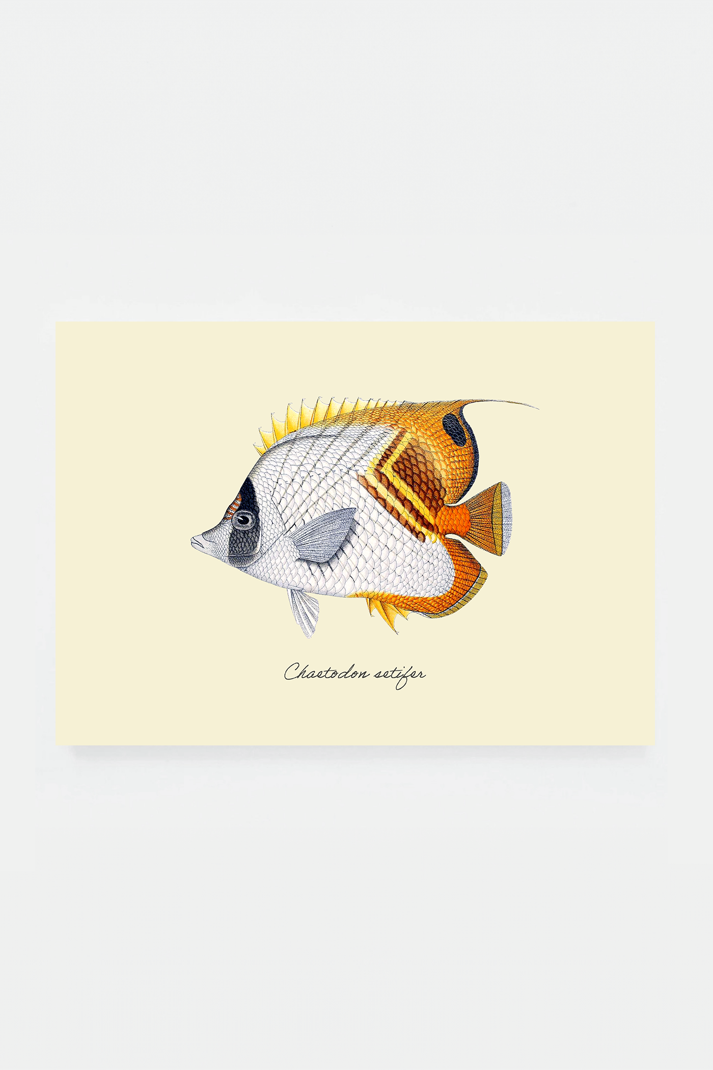 Chaetodon setifer (3 background colors)