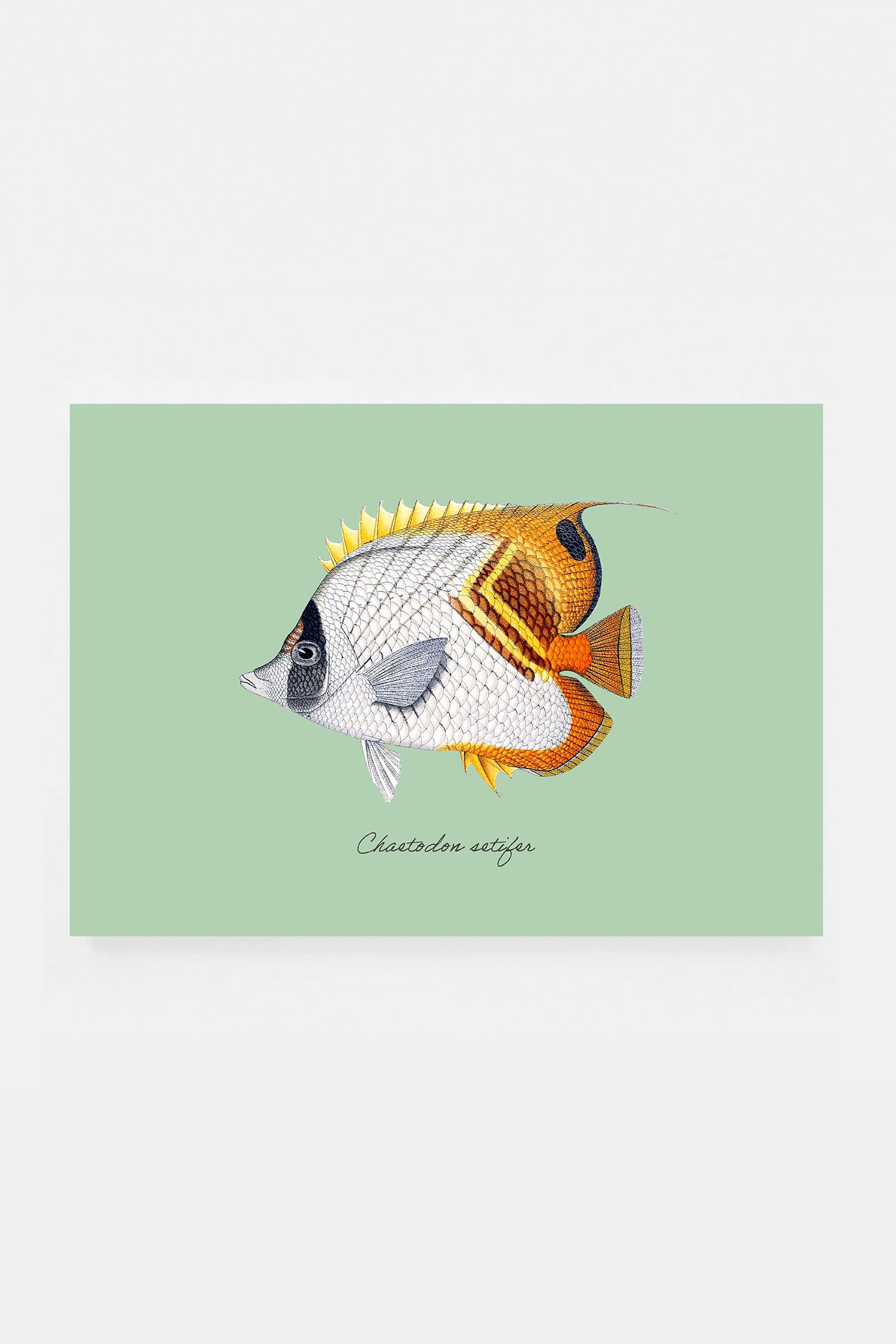 Chaetodon setifer (3 background colors)