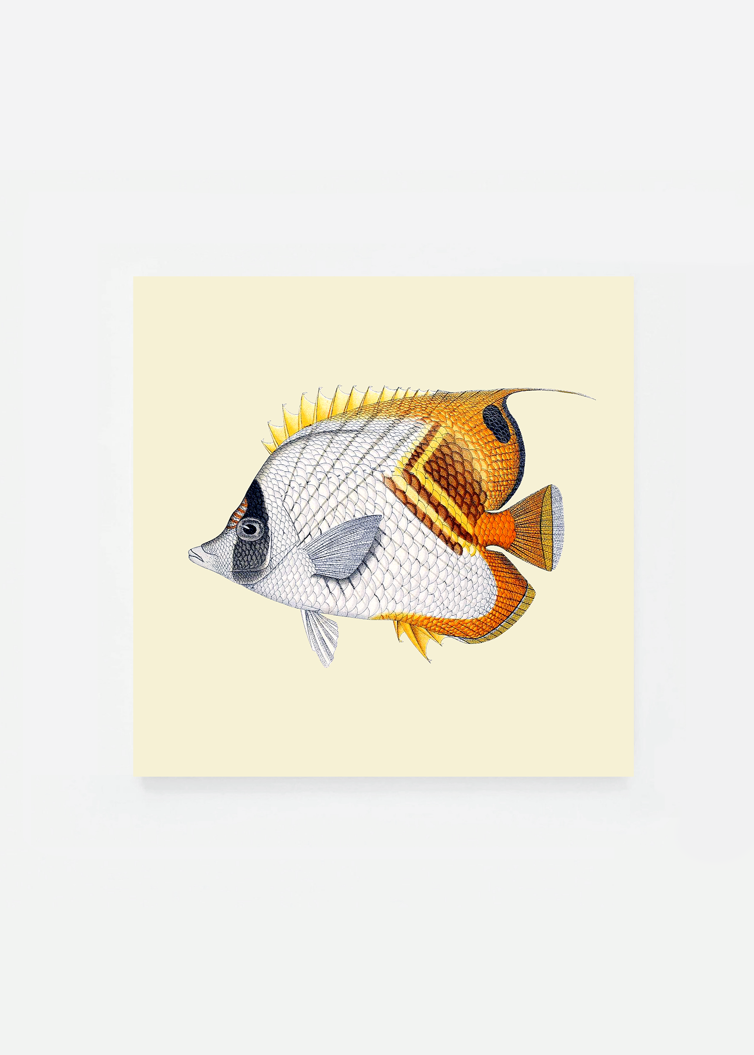 Chaetodon setifer square (3 background colors)