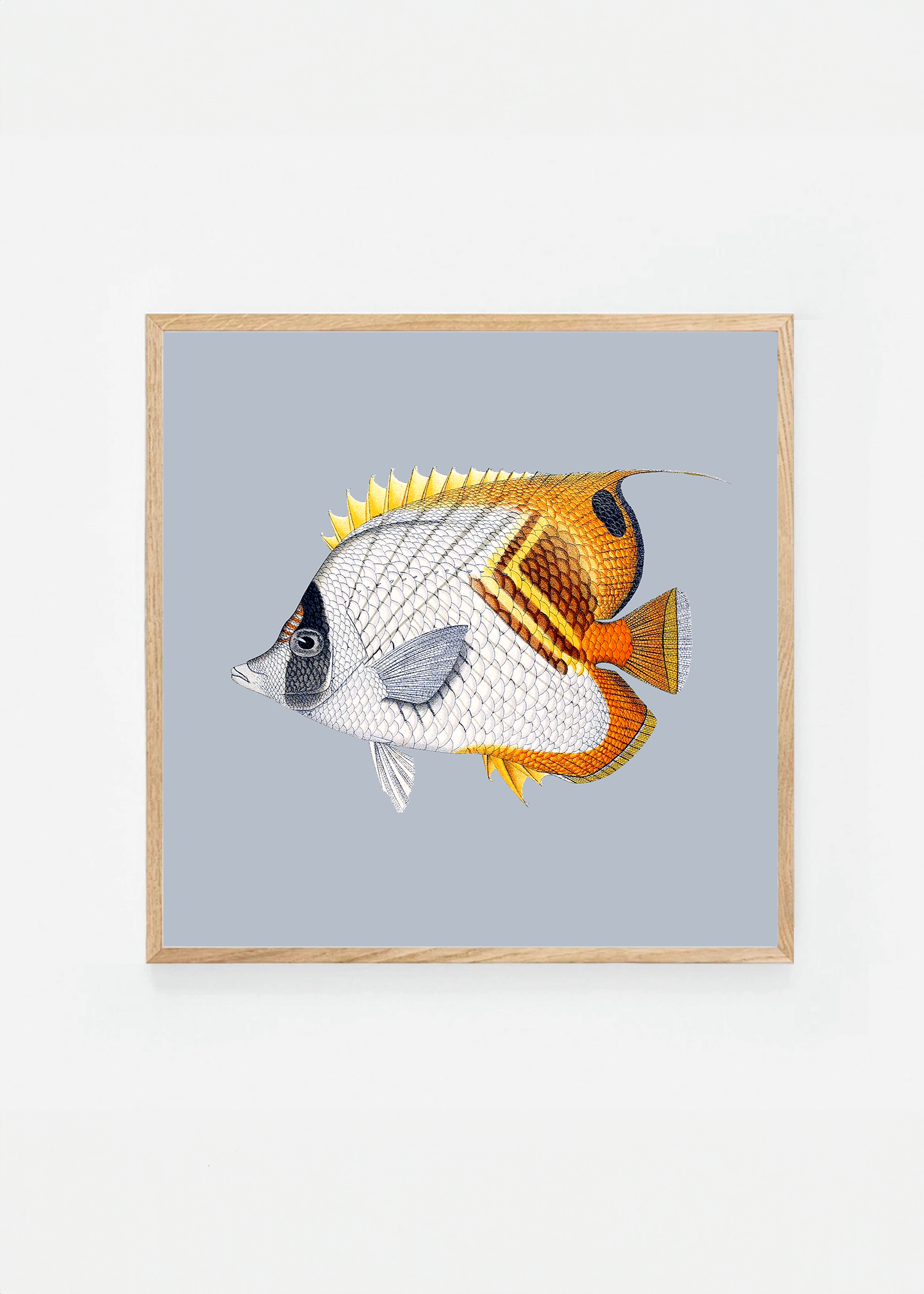 Chaetodon setifer square (3 background colors)