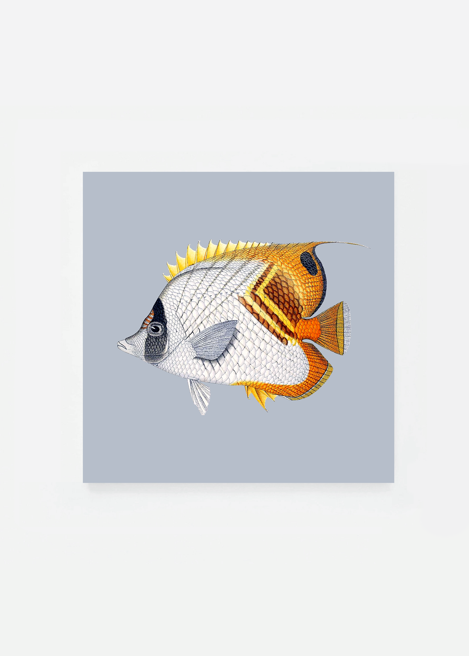 Chaetodon setifer square (3 background colors)