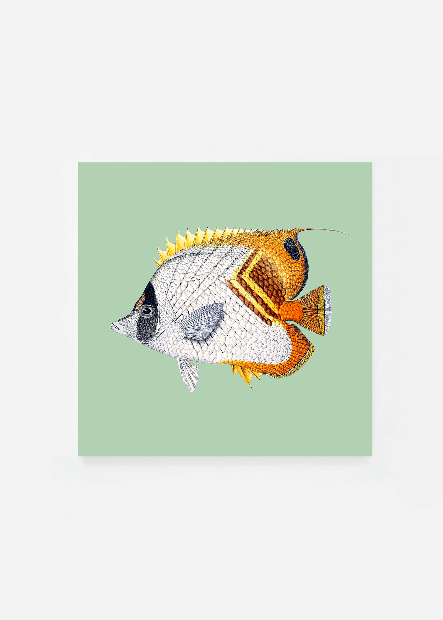 Chaetodon setifer square (3 background colors)