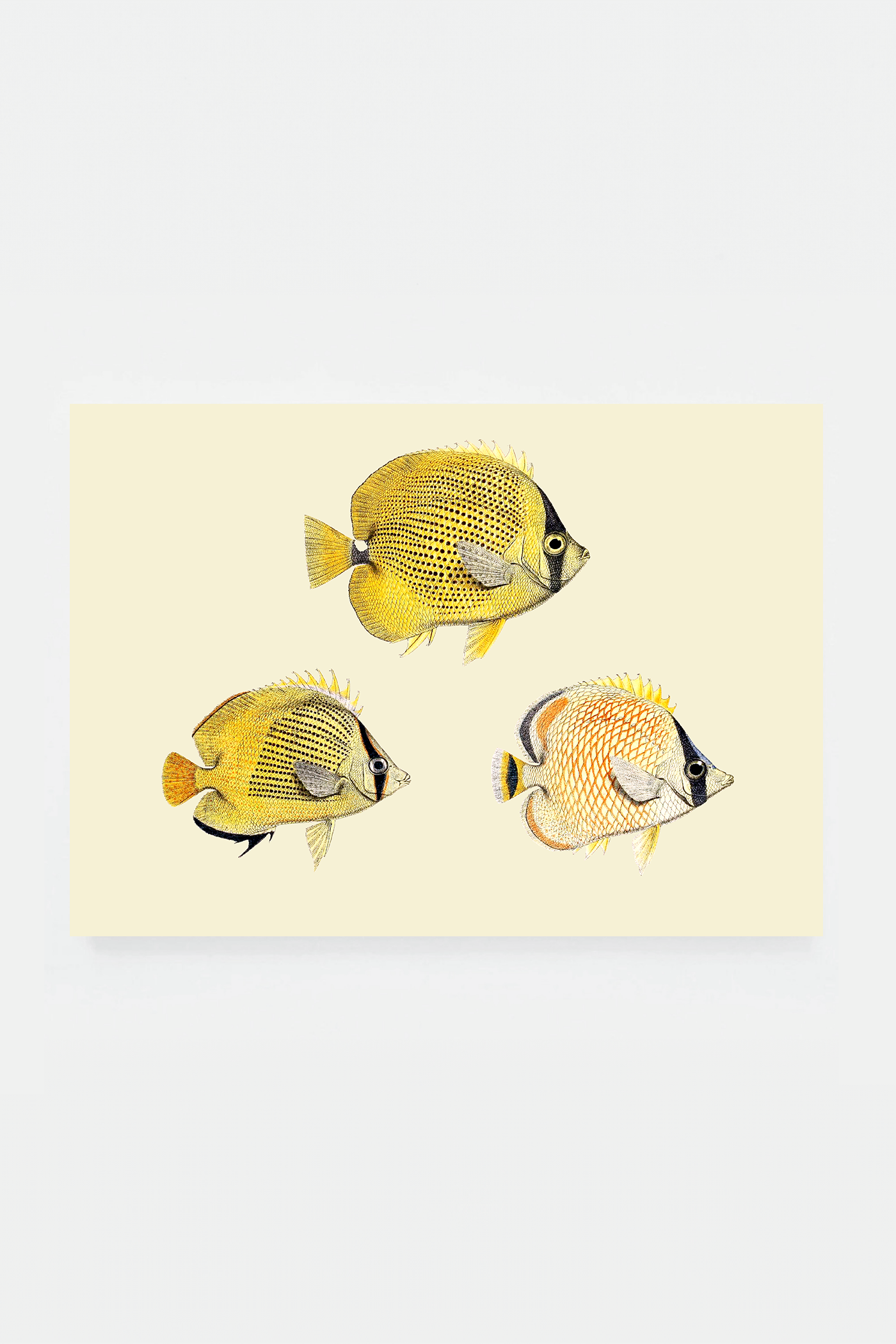 Chaetondon VI (3 background colors)