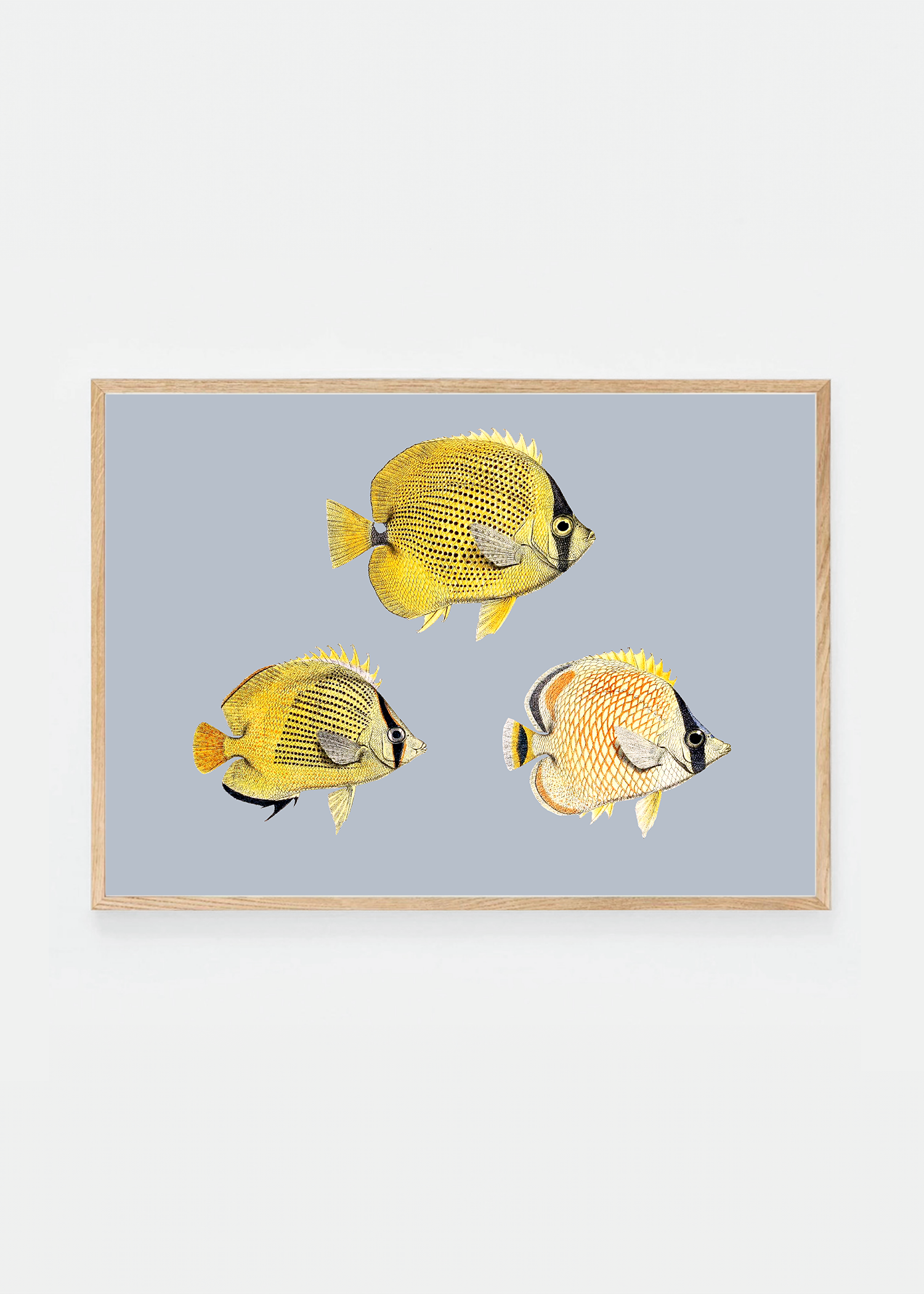 Chaetondon VI (3 background colors)