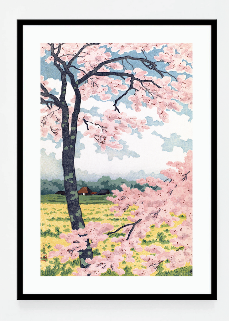 Cherry blossom