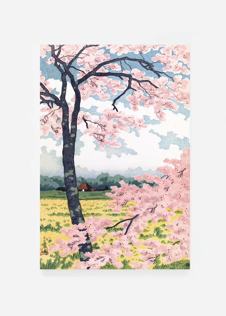 Cherry blossom