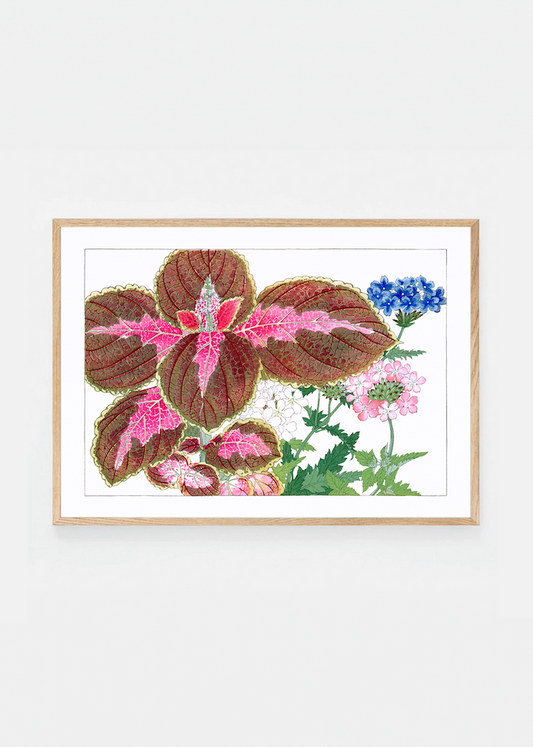 Coleus & verbena flower