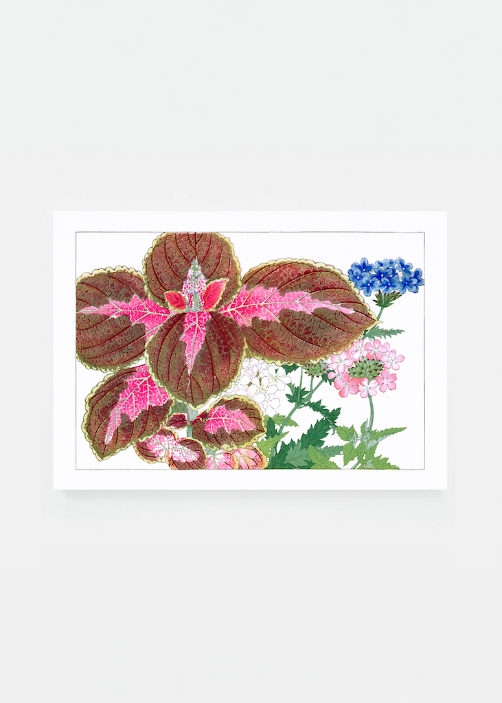 Coleus & verbena flower