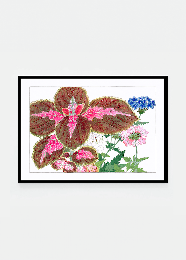 Coleus & verbena flower