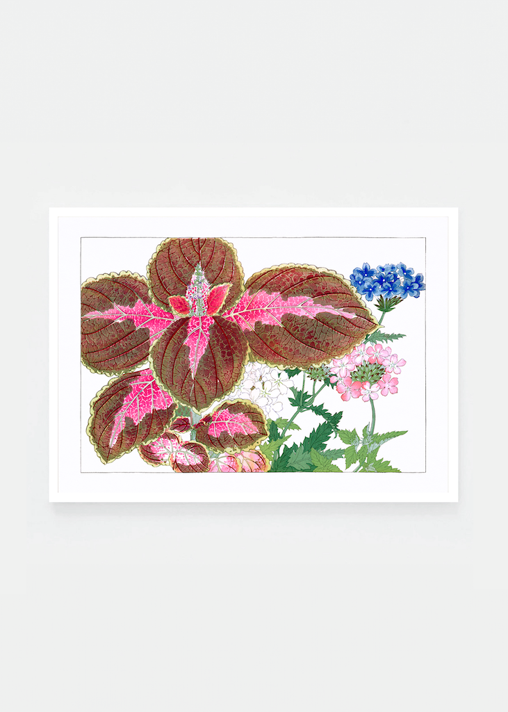 Coleus & verbena flower