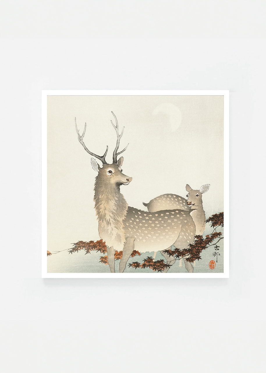 Couple of deers