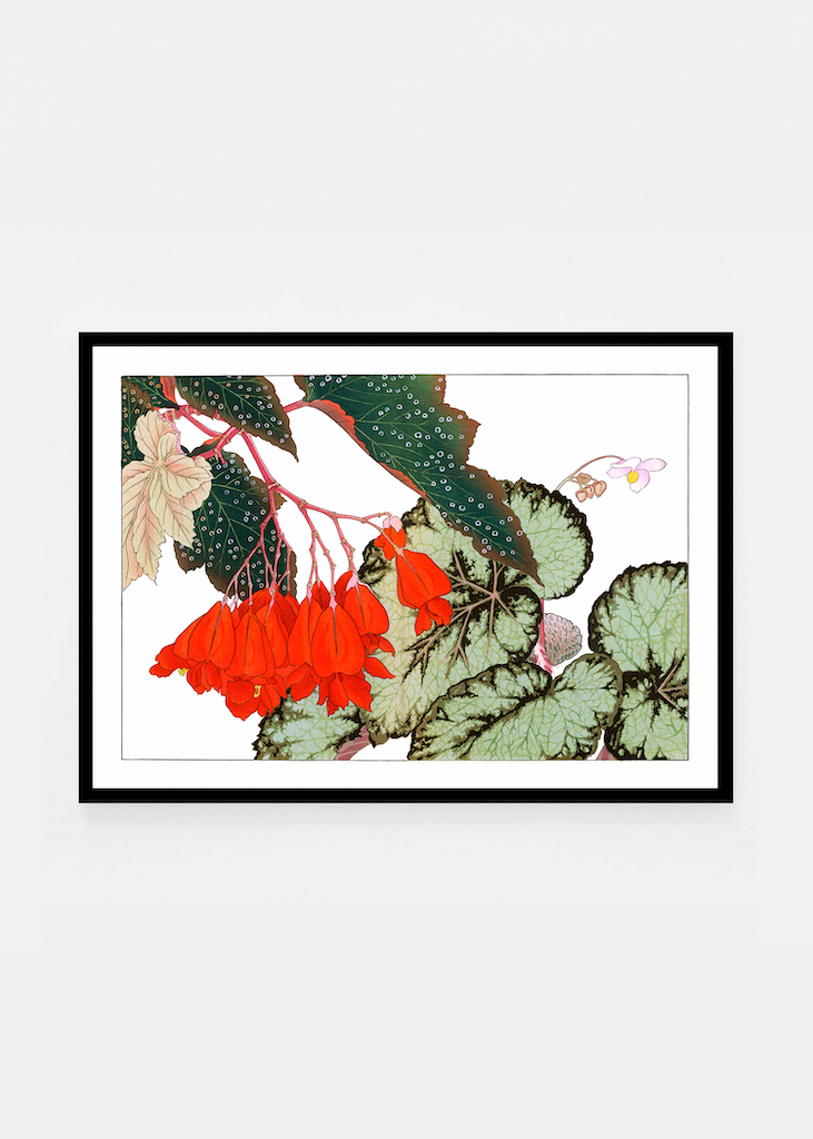 Cracklin Rosie Begonia flower.png