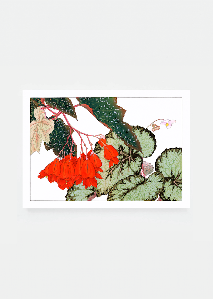 Cracklin Rosie Begonia flower.png