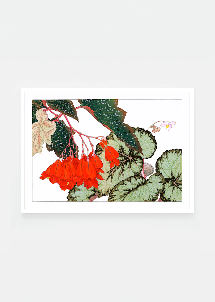 Cracklin Rosie Begonia flower.png