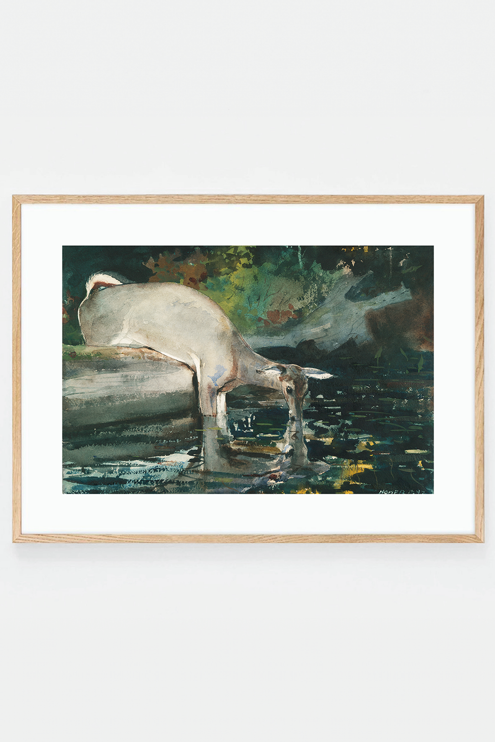 Deer Drinking