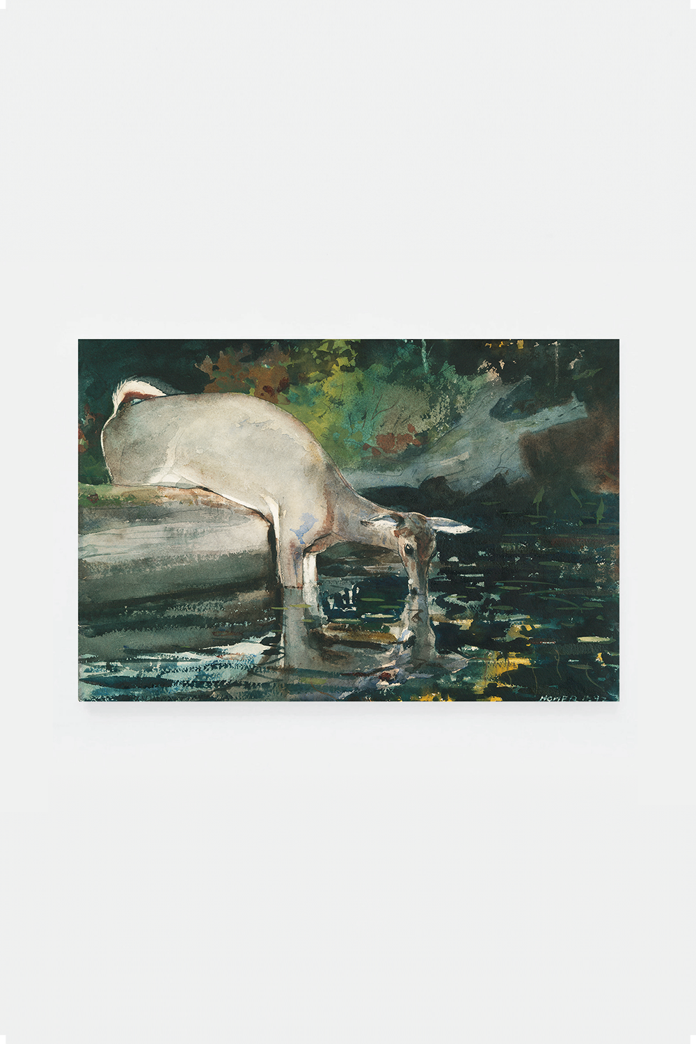Deer Drinking
