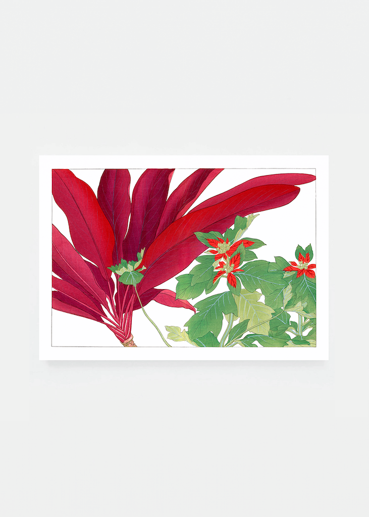 Dracaena & poinsettia