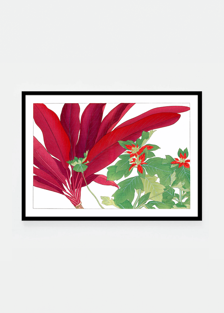 Dracaena & poinsettia