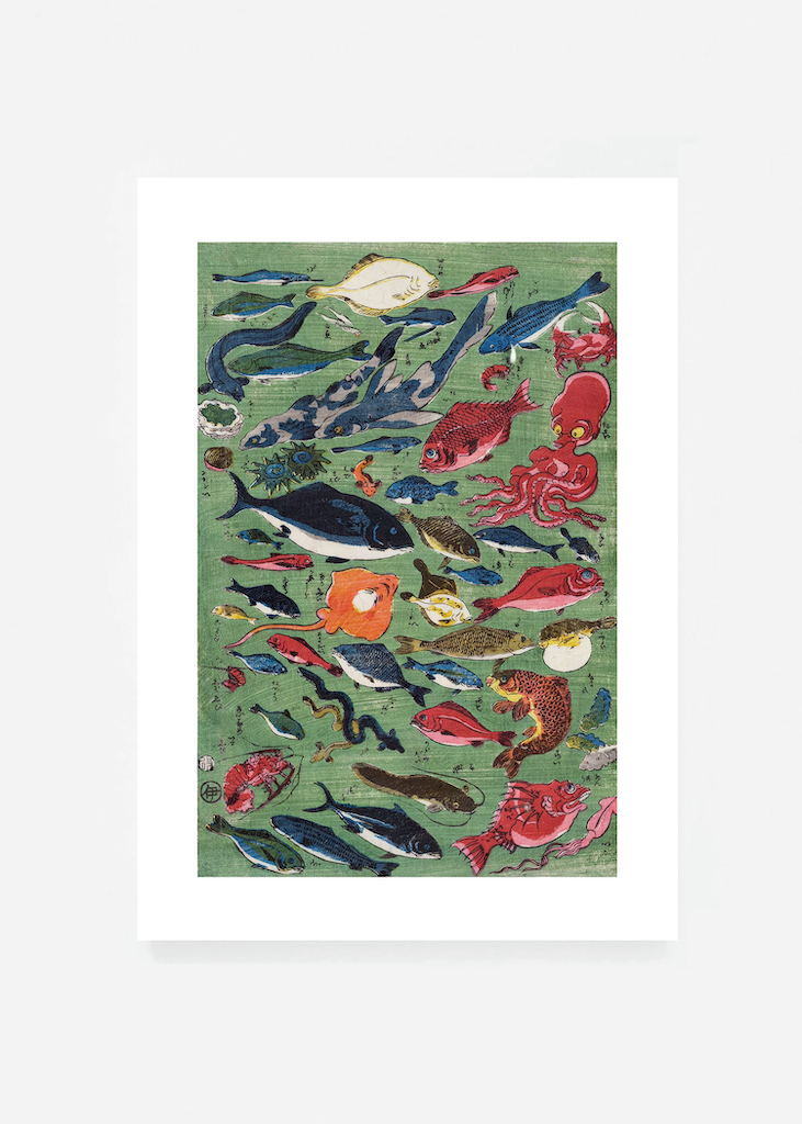 Fishes from market