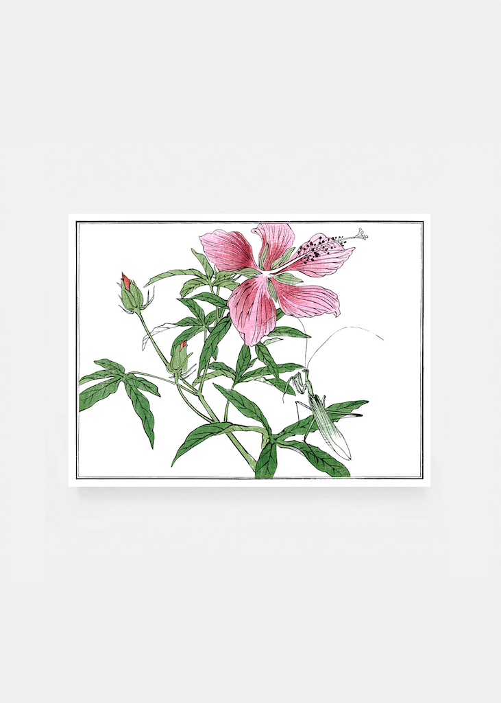 Flower and mantis