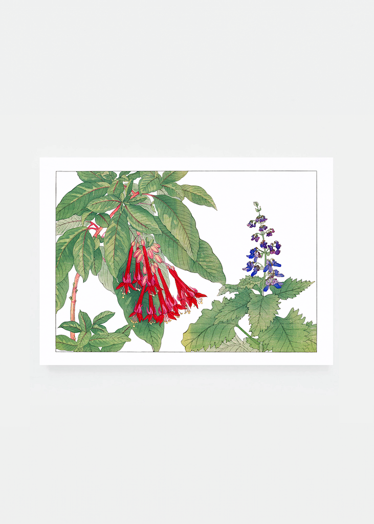 Fuchsia flower