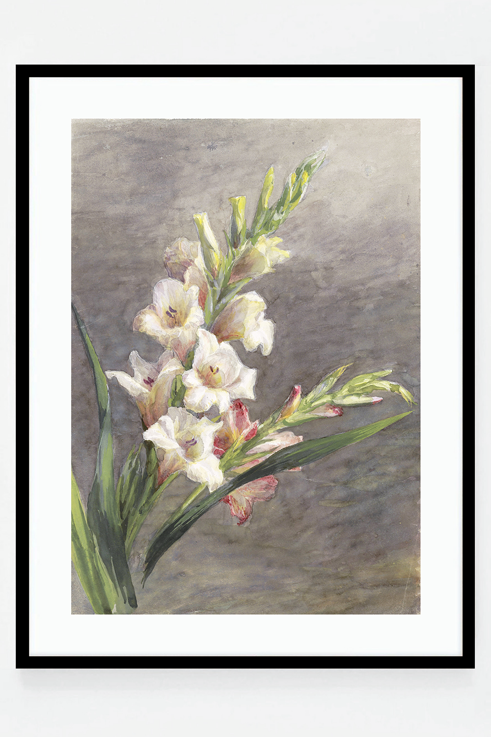 Gladiolen Gladiolus
