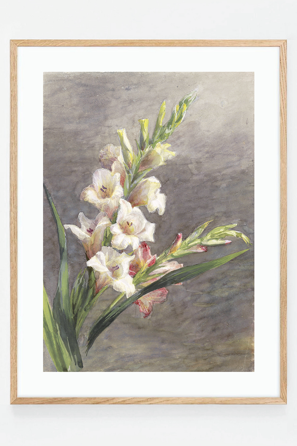 Gladiolen Gladiolus