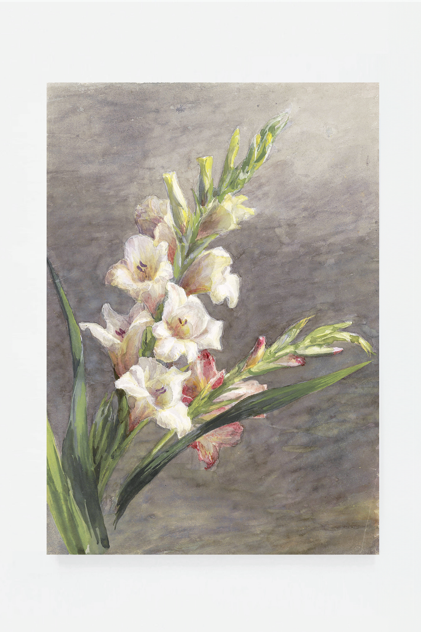 Gladiolen Gladiolus