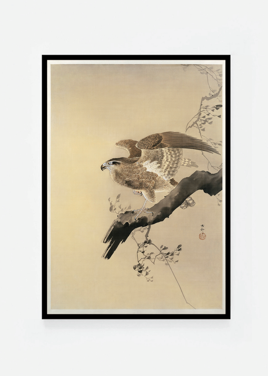 Hawk