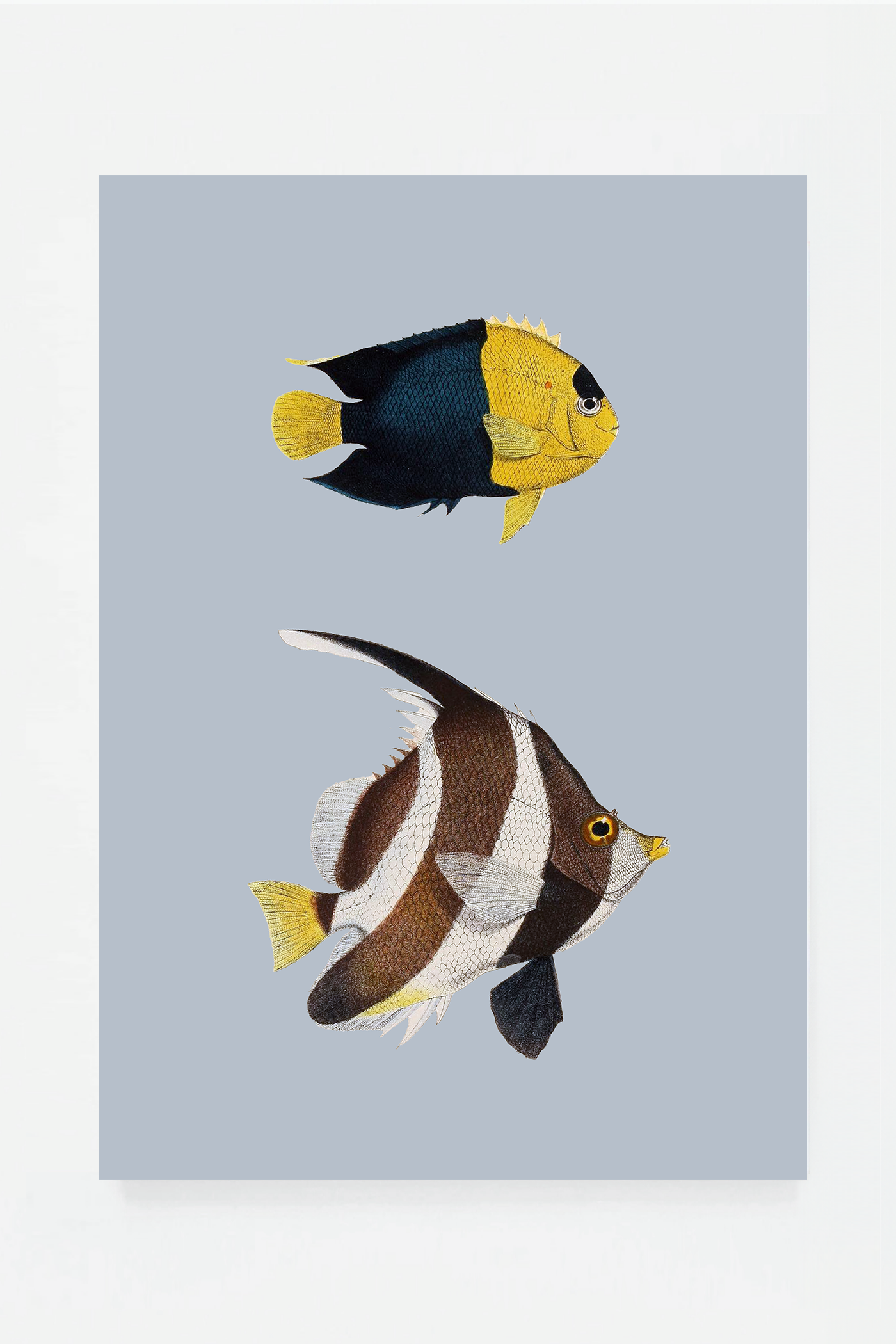 Heniochus Holacantus (3 background colors)
