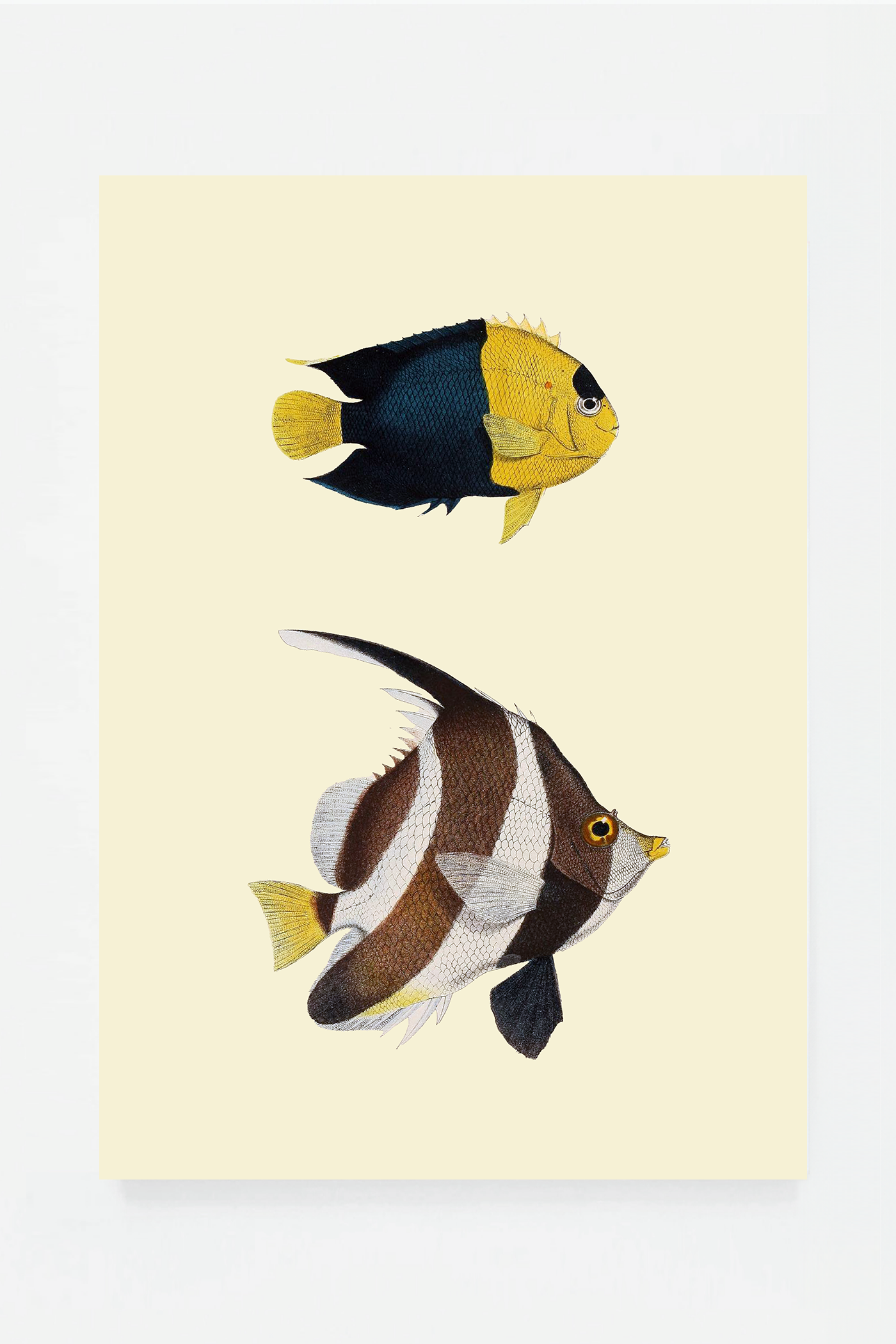 Heniochus Holacantus (3 background colors)
