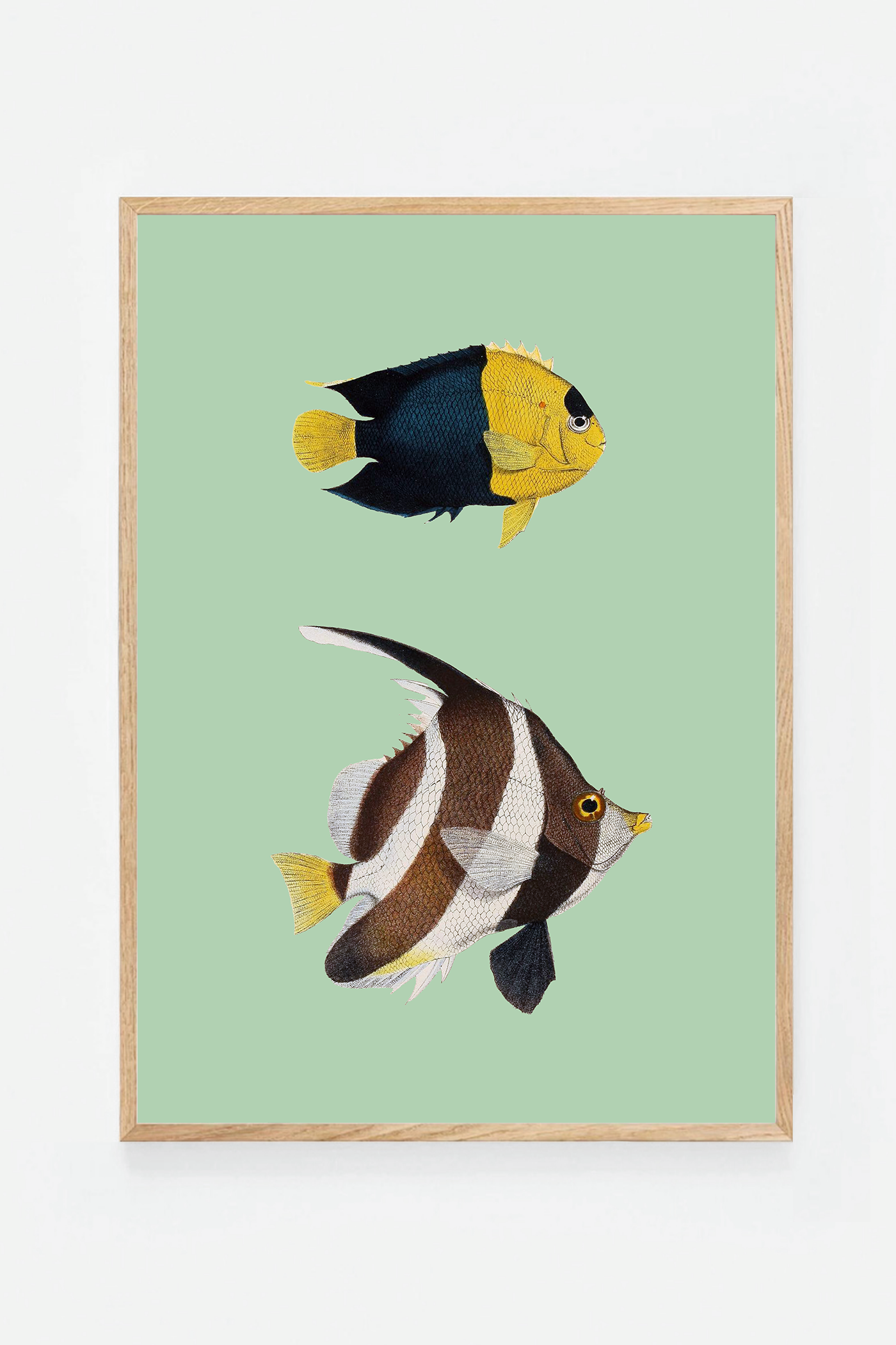 Heniochus Holacantus (3 background colors)