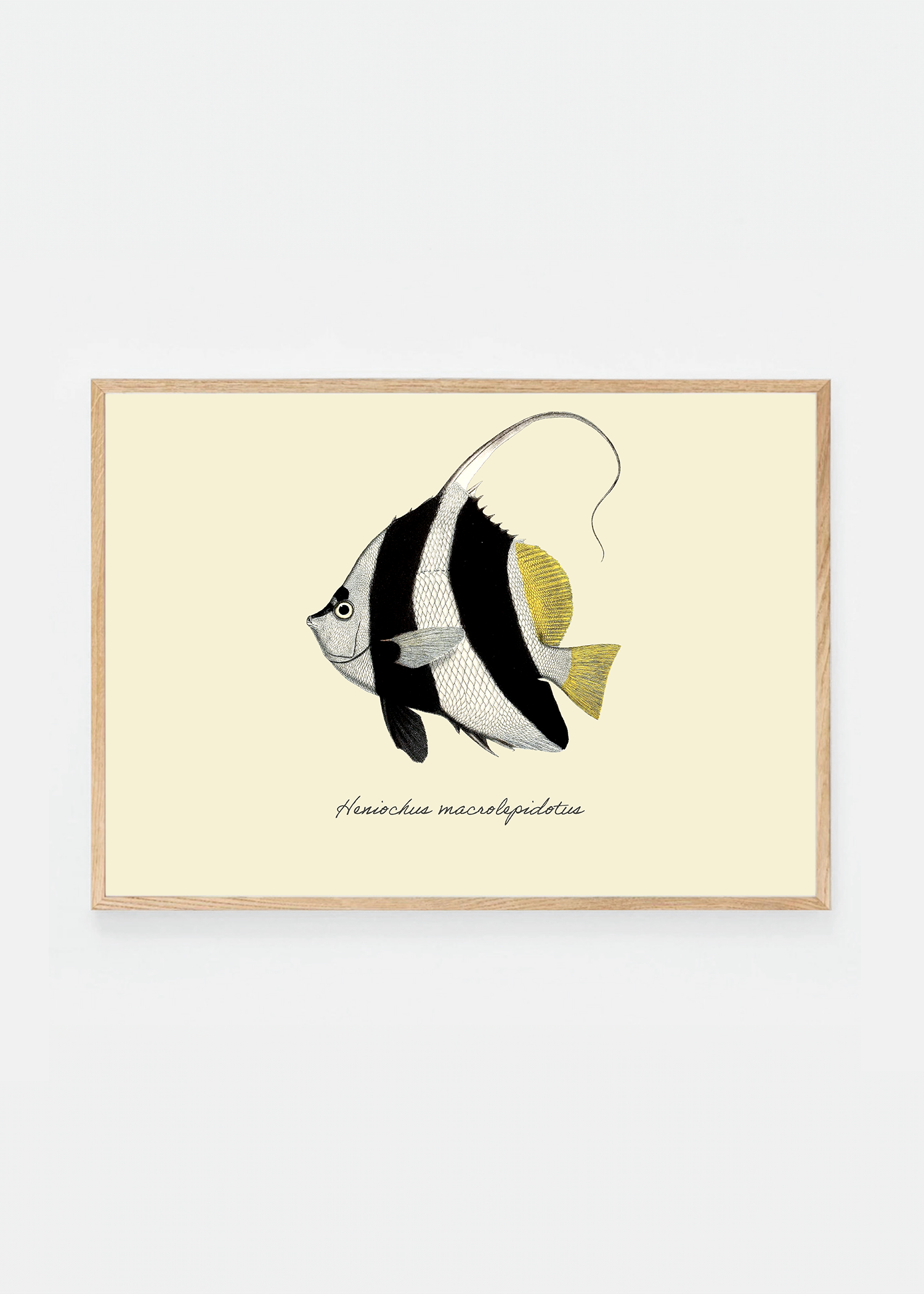 Heniochus macrolepidotus (3 background colors)